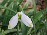 Galanthus Marlie Raphael 20230109 0002