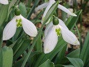 Galanthus Marlie Raphael 20230109 0003