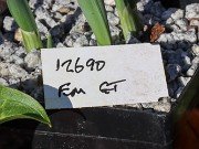 Galanthus elwesii var. monostictus 12690 20231119 0001