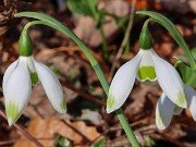 Galanthus elwesii var. monostictus 12690 20231119 0002