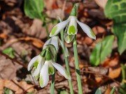 Galanthus elwesii var. monostictus 430 202311190002