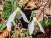 Galanthus elwesii var. monostictus 489 20231119 0002