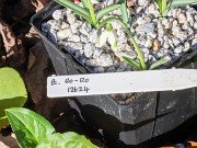 Galanthus reginae-olgae 12624 20231119 0001