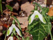 Galanthus reginae-olgae 12624 20231119 0002