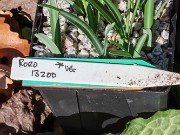 Galanthus reginae-olgae 13200 20231119 0001