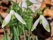 Galanthus reginae-olgae 13200 20231119 0002