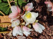 Helleborus niger 20230126 0002