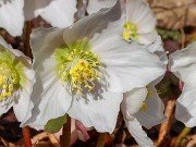 Helleborus niger 20230126 0003