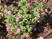 Helleborus thibetanus 20230220 0001