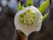 Helleborus thibetanus ex BO 20230126 0002