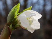 Helleborus thibetanus ex BO 20230126 0003