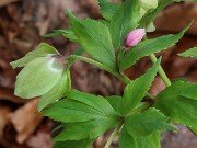 Helleborus thibetanus ex BO 2023022 60004