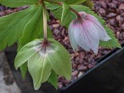 Helleborus thibetanus ex BO 20230226 0001