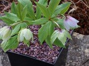 Helleborus thibetanus ex BO 20230226 0002