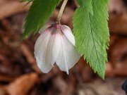 Helleborus thibetanus ex BO 20230226 0003