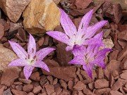 Colchicum macrophyllum 20230826 0001