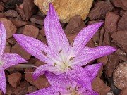 Colchicum macrophyllum 20230826 0002