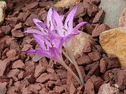 Colchicum macrophyllum 20230826 0003