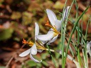 Crocus hartmannianus 20230116 0002