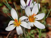 Crocus hartmannianus 20230116 0004