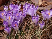 Crocus heuffelianus Shockwave 20230301 0001