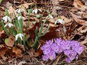 Crocus heuffelianus Shockwave 20230306 0001