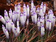 Crocus heuffelianus Shockwave 20230306 0002