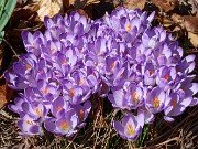 Crocus heuffelianus Shockwave 20230306 0003