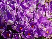 Crocus heuffelianus Shockwave 20230306 0005