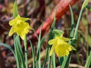 Narcissus Cedric Morris 20231125 0001