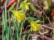 Narcissus Cedric Morris 20231125 0002
