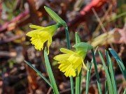 Narcissus Cedric Morris 20231125 0003