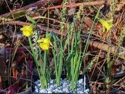 Narcissus Cedric Morris 20231125 0004