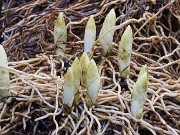 Cypripedium kentuckiense 20230211 0002