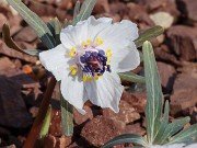 Eranthis pinnatifida 20230126 0001