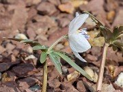 Eranthis pinnatifida 20230126 0002