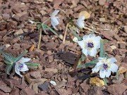 Eranthis pinnatifida 20230126 0003