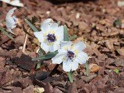 Eranthis pinnatifida 20230126 0004