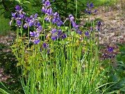 Iris sibirica 20230512 0001