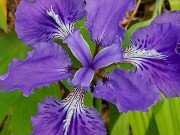 Iris tectorum 20230512 0003