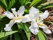 Iris tectorum album 20230512 0001