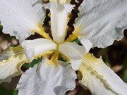 Iris tectorum album 20230512 0003