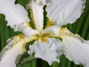 Iris tectorum album 20230512 0004