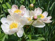 Paeonia lactiflora alba 20230512 0001