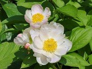 Paeonia lactiflora alba 20230512 0002