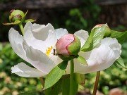 Paeonia lactiflora alba 20230512 0003