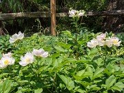 Paeonia lactiflora alba 20230512 0004