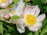 Paeonia lactiflora alba 20230512 0006