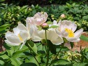 Paeonia lactiflora alba 20230512 00305