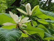 Magnolia tripetala 20230509 0001